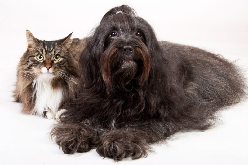 chat et chien allongé fond blanc